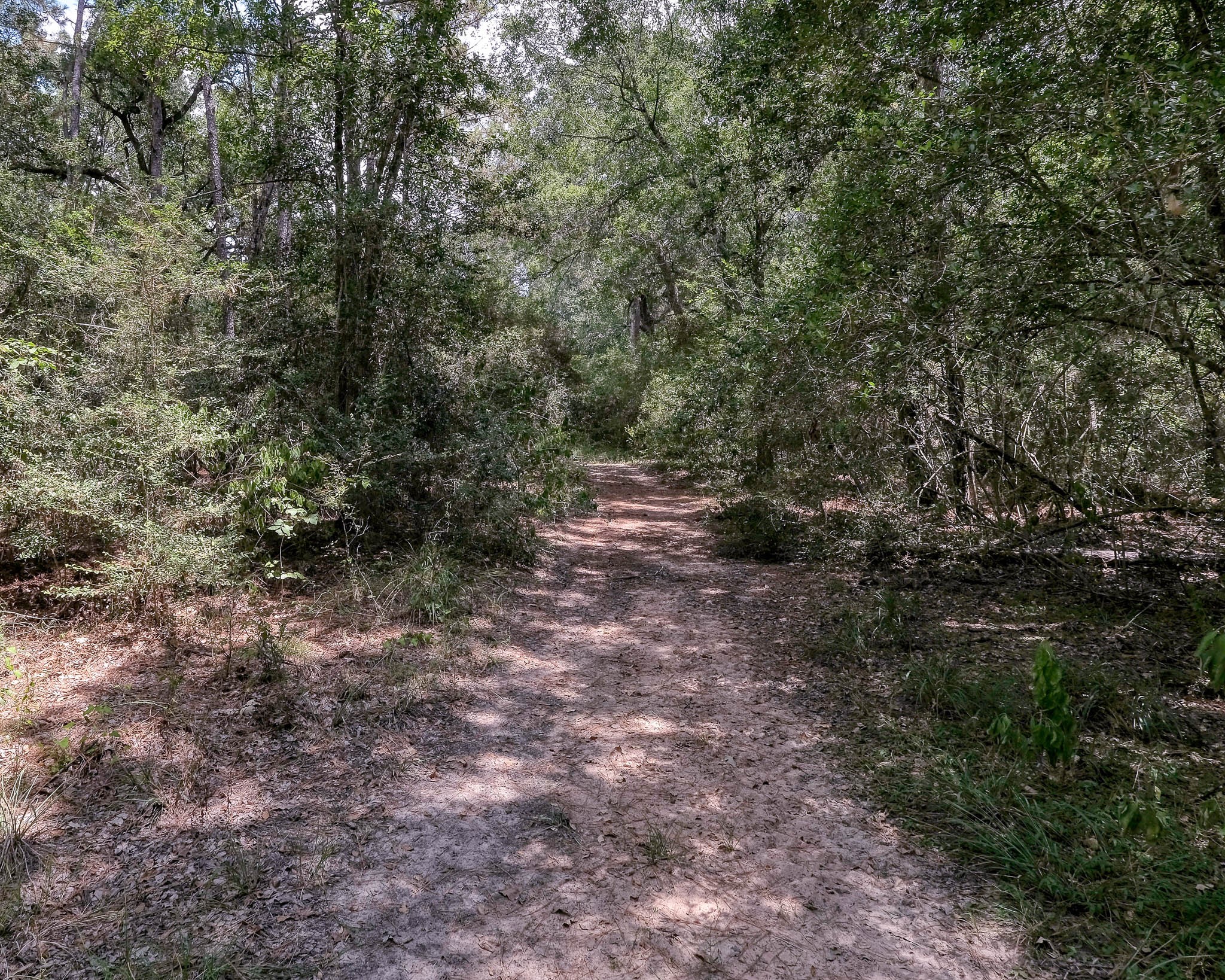2160 Bowler Road Waller, TX 77484 - Photo 21 of 24 a view of a forest with trees in the background