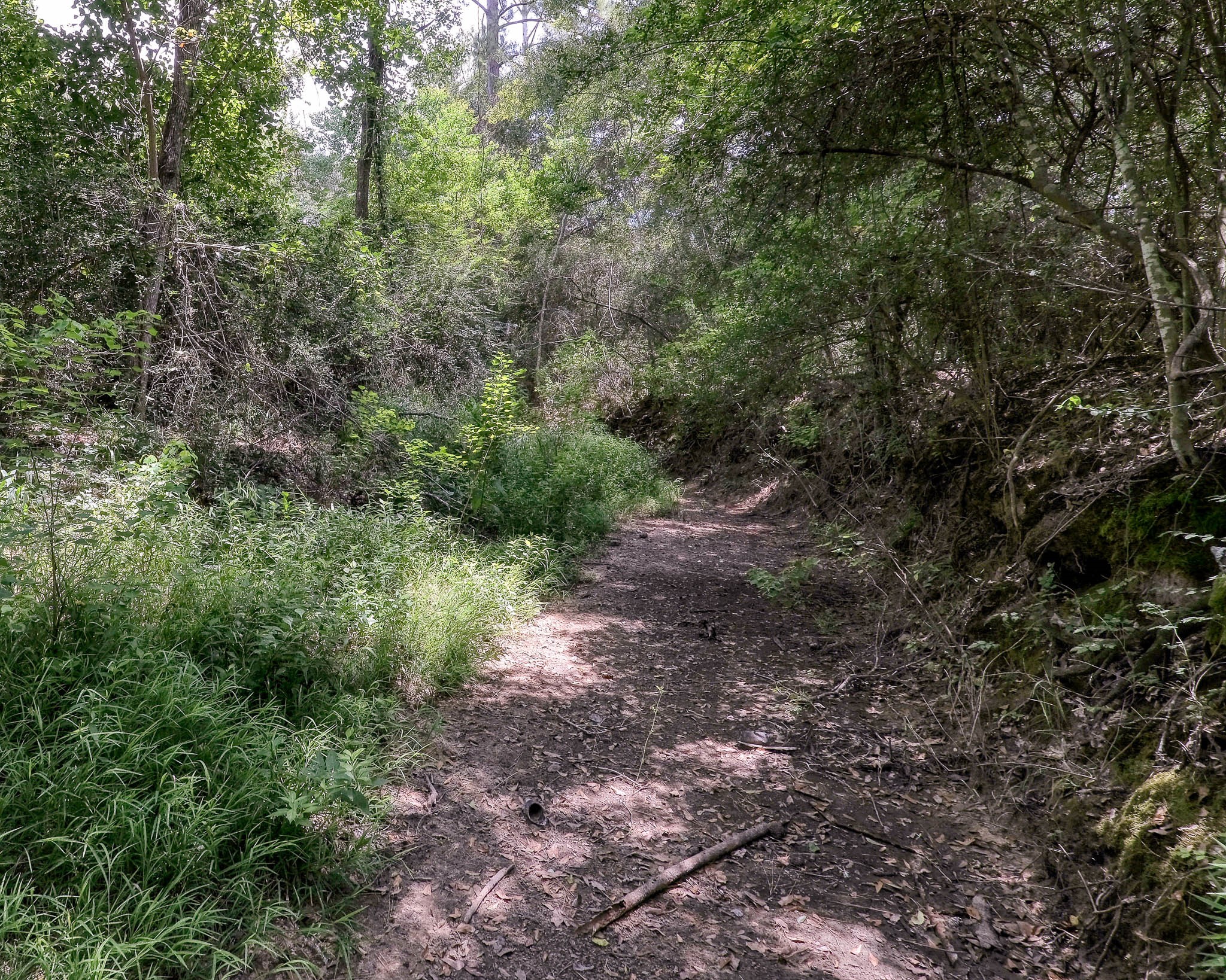 2160 Bowler Road Waller, TX 77484 - Photo 22 of 24 a view of a forest with trees all around