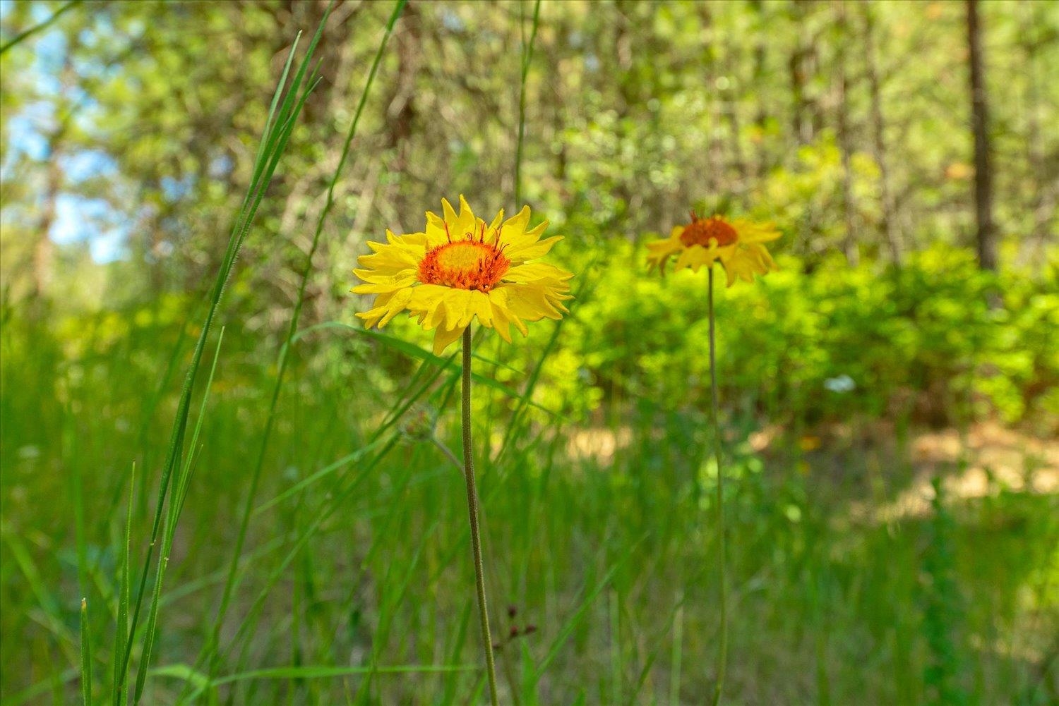 786 X Arden Butte Road Colville, WA 99114 - Photo 14 of 35