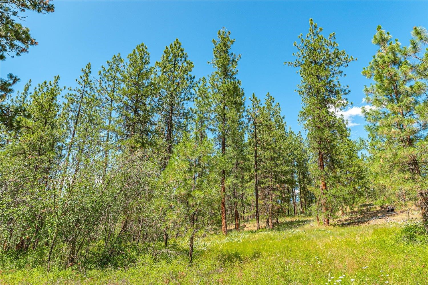 786 X Arden Butte Road Colville, WA 99114 - Photo 10 of 35