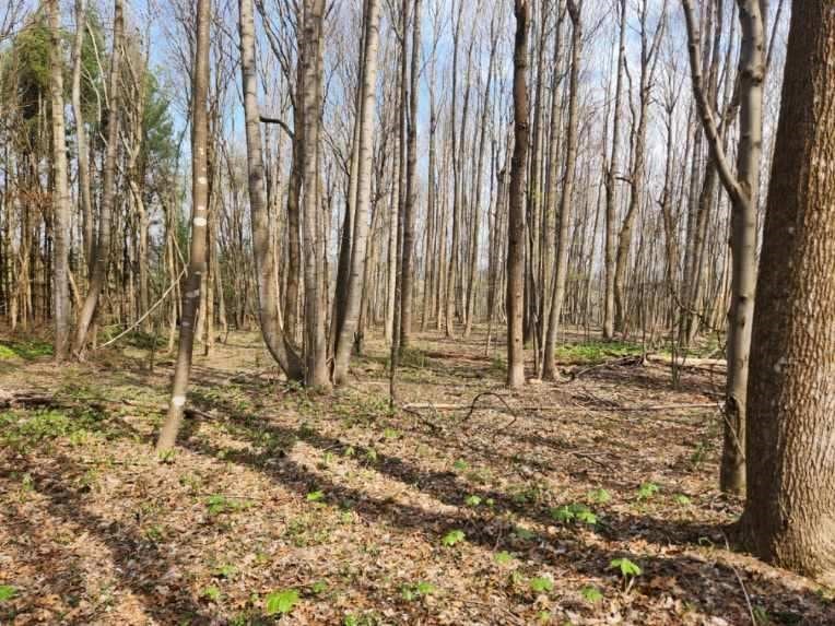 Tbd Allis Chalmer Road, Unit 14F Rural Retreat, VA 24368 - Photo 2 of 4 Gallery Image 2