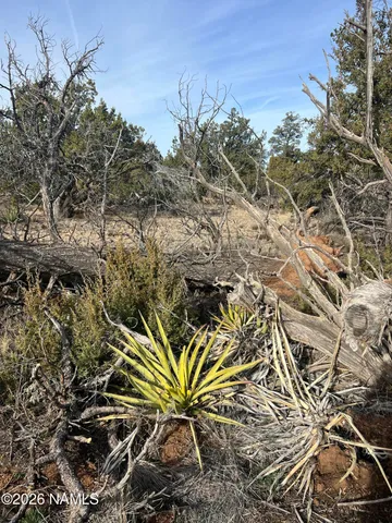 a view of a plant in a field