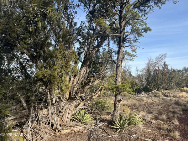 a view of a tree in a yard
