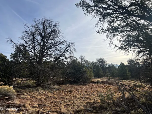 a view of a forest filled with trees