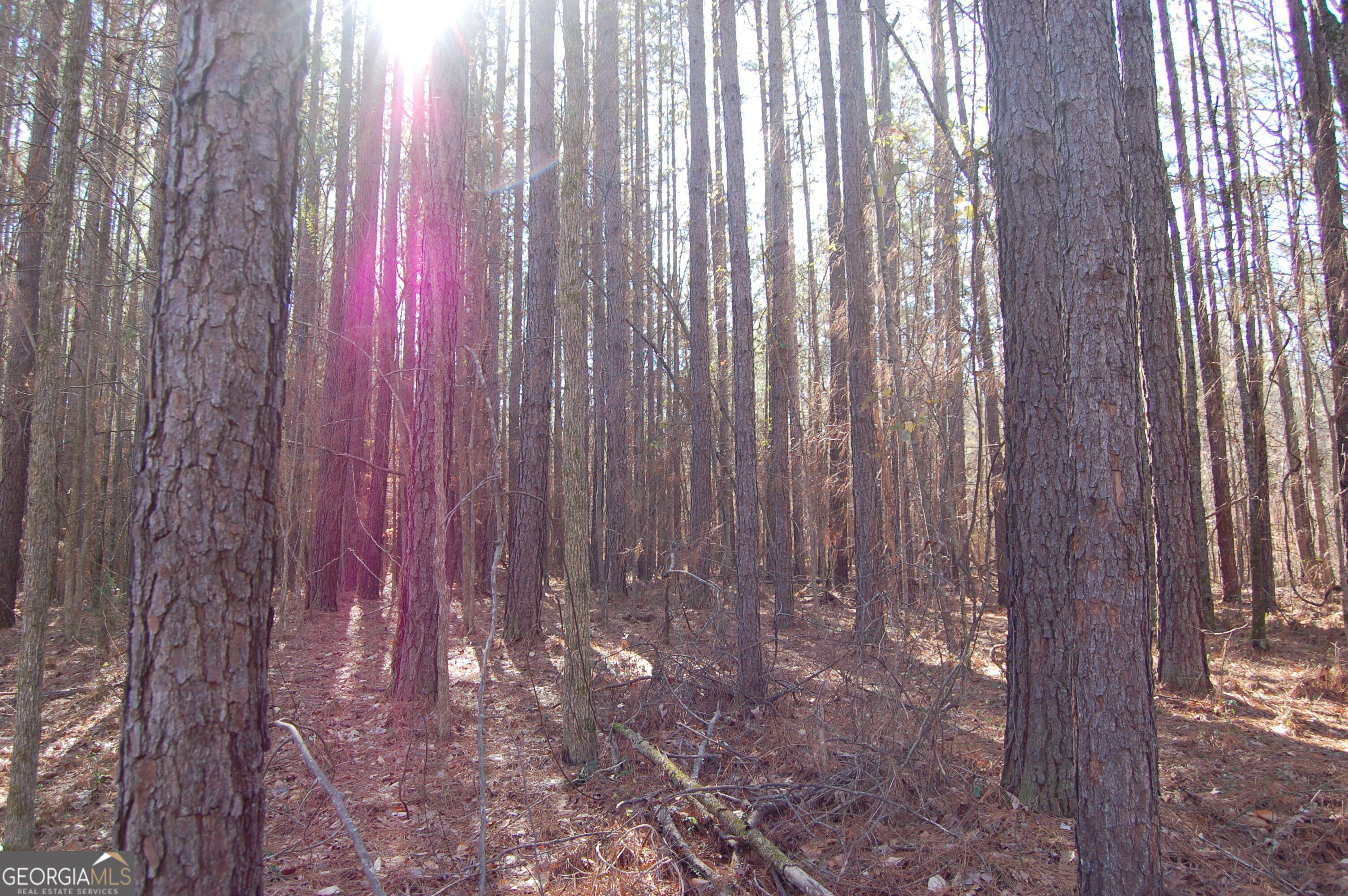 0 Fears Road Rutledge, GA 30663 - Photo 5 of 16 a view of a yard with trees