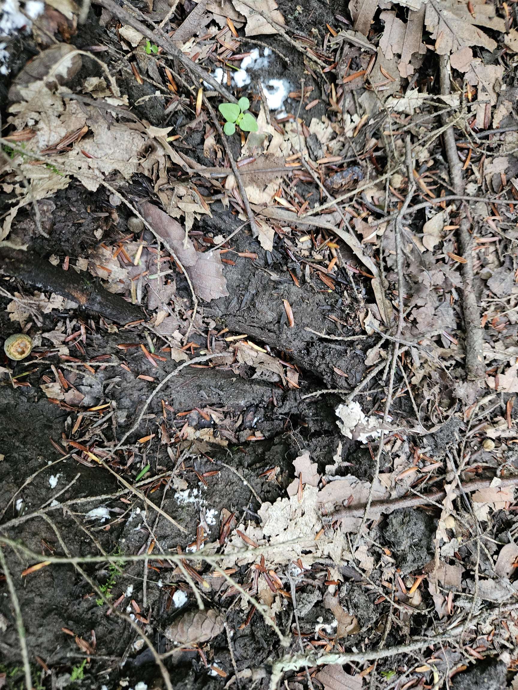 0 Highbridge Road Fairfax, VT 05454 - Photo 11 of 22