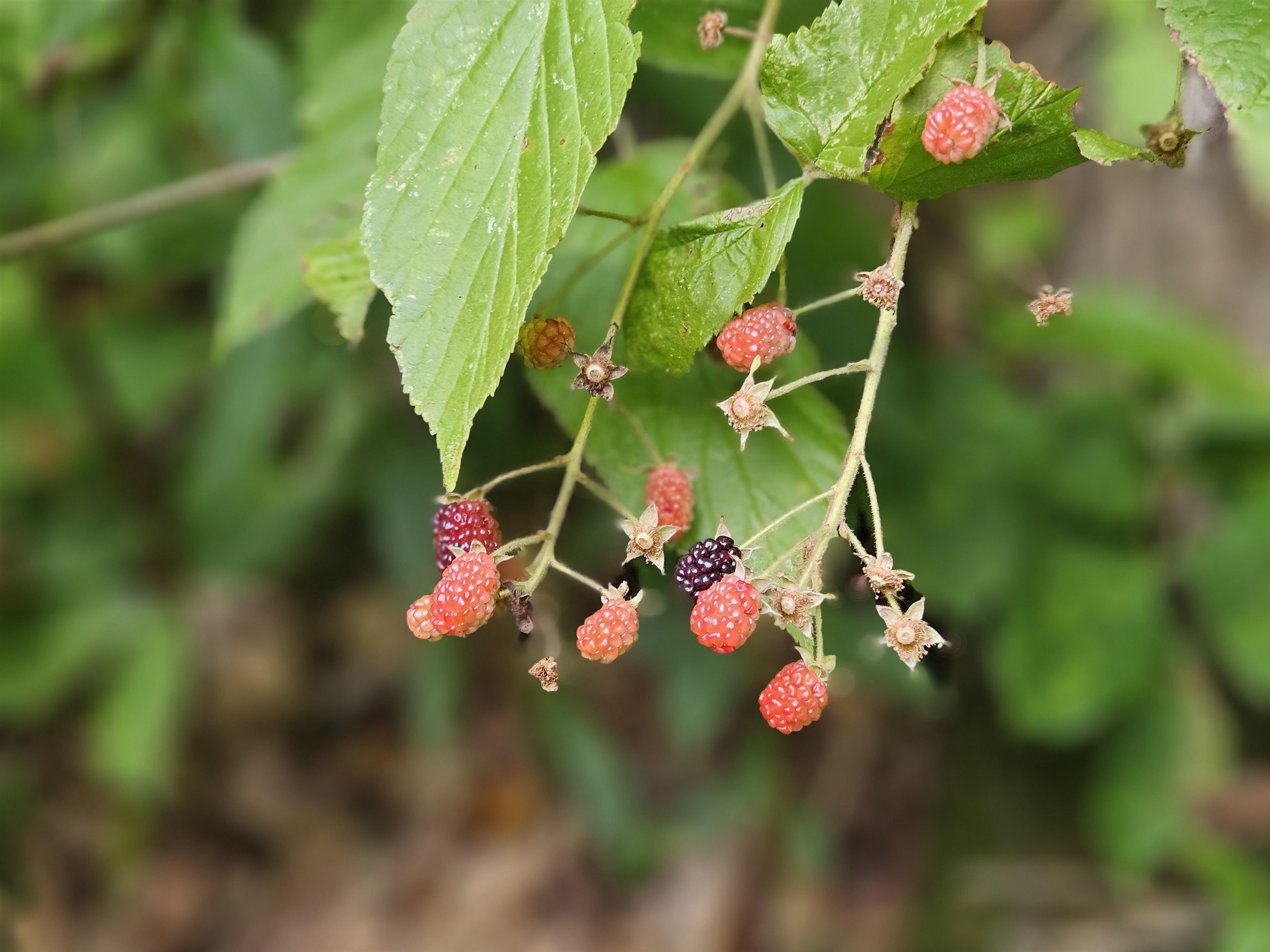 0 Highbridge Road Fairfax, VT 05454 - Photo 17 of 22