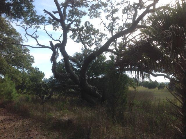 8906 Sandy Creek Road Edisto Island, SC 29438 - Photo 6 of 31 a ancient oak right hand property line