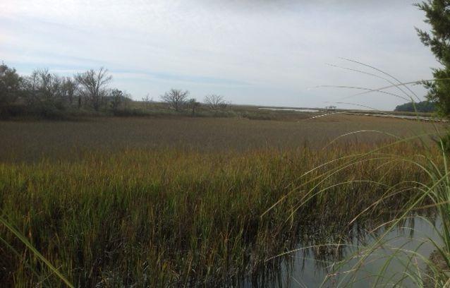 8906 Sandy Creek Road Edisto Island, SC 29438 - Photo 8 of 31 a duplicate