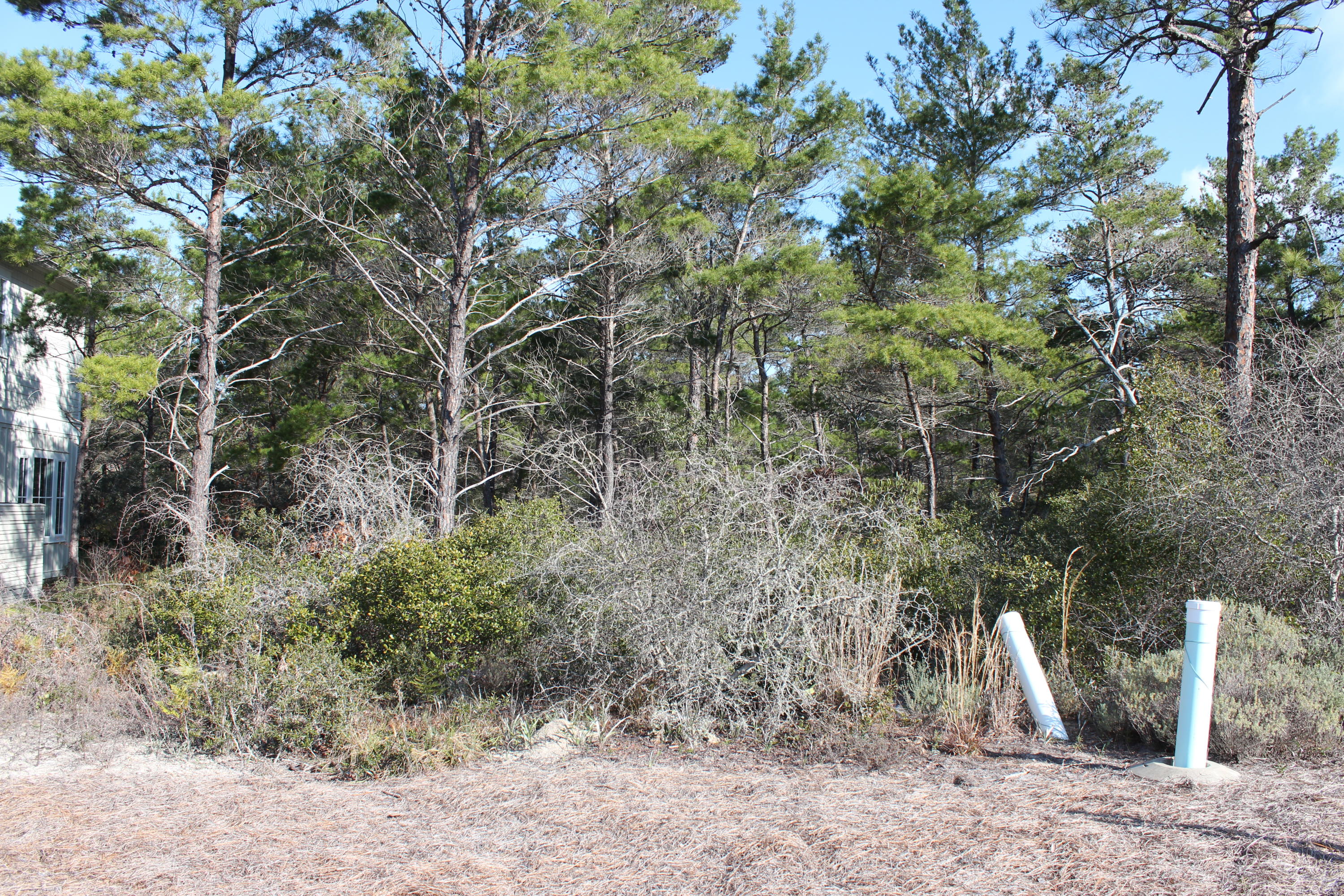 Lot 69 Matts Way Santa Rosa Beach, FL 32459 - Photo 9 of 17 a view of a yard with large trees