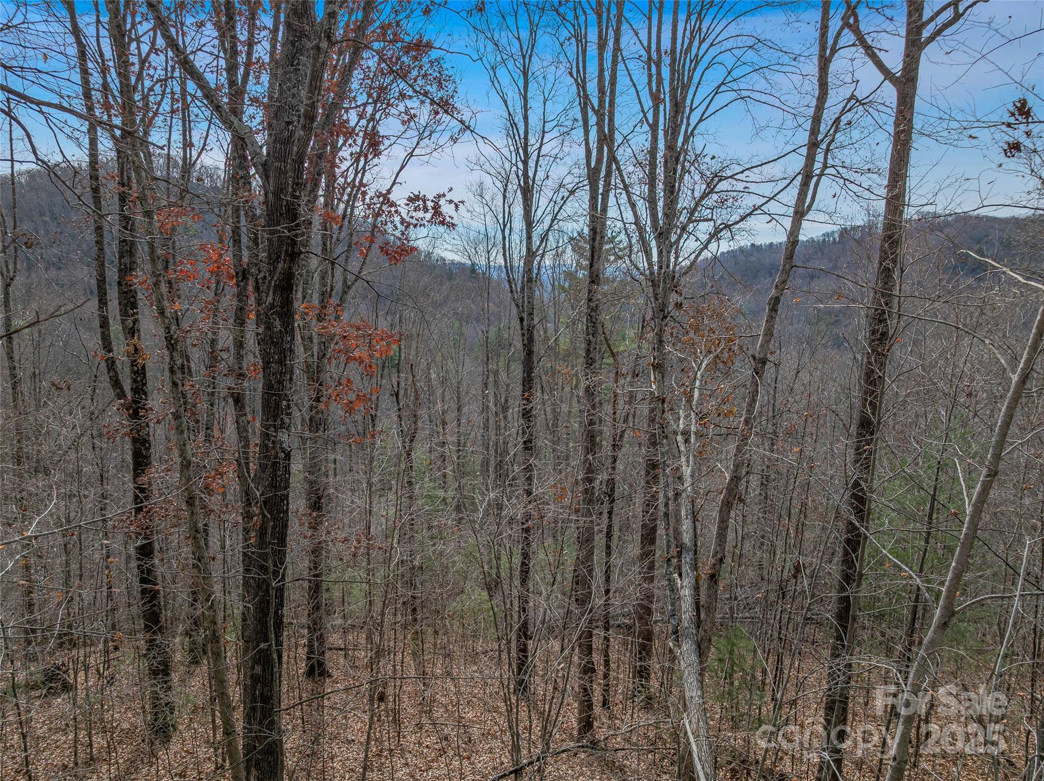 9999-18 Bob Barnwell Road Asheville, NC 28803 - Photo 10 of 25 a view of a forest