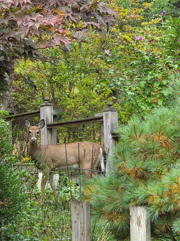 a view of a backyard