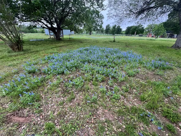 a view of a field with a tree