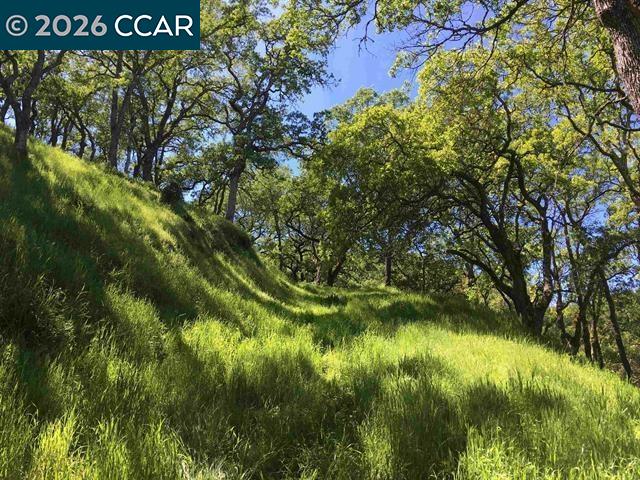 283 Castle Hill Ranch Road Walnut Creek, CA 94595 - Photo 26 of 27 a view of a tree