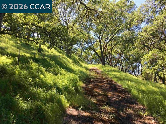 283 Castle Hill Ranch Road Walnut Creek, CA 94595 - Photo 27 of 27 a view of a tree