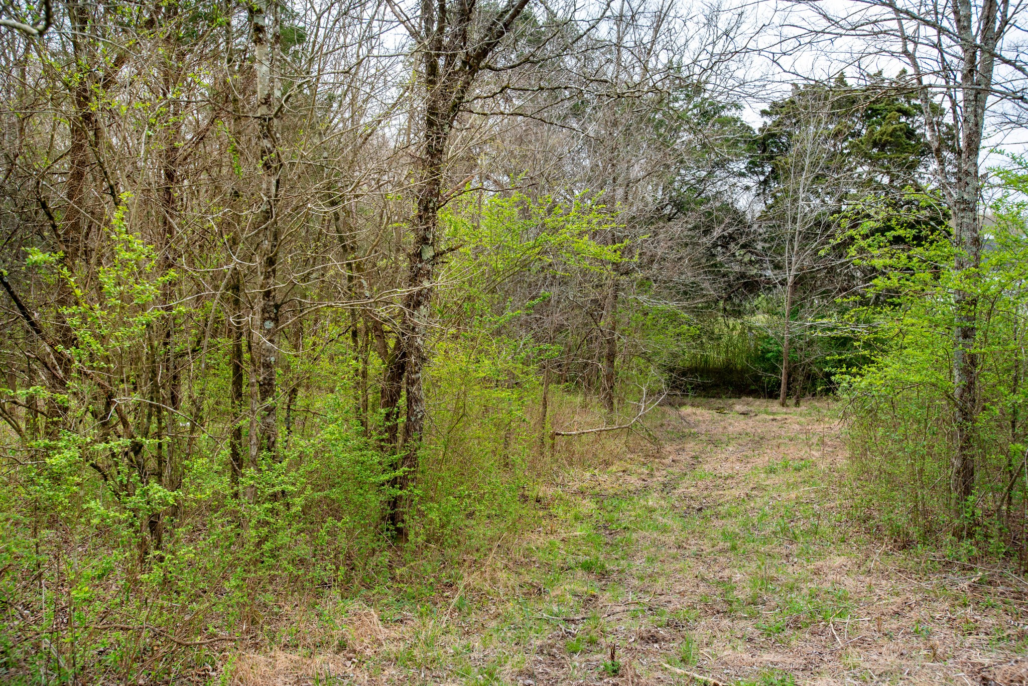 0 Oak Grove Road Lebanon, TN 37090 - Photo 7 of 13 a view of outdoor space and trees