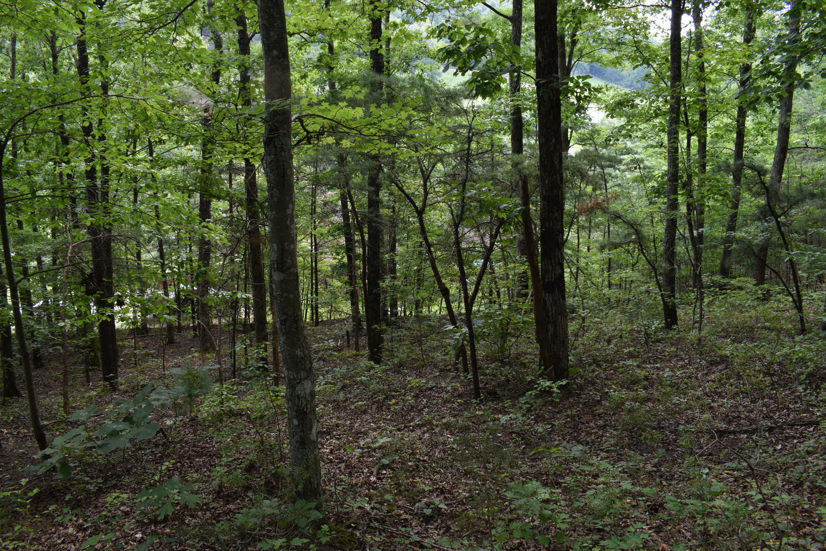 458 Pendleton Branch Road Salt Lick, KY 40371 - Photo 36 of 62 DSC_0721