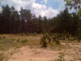 785 Dusty Road Irons, MI 49644 - Photo 3 of 4 Additional Photo