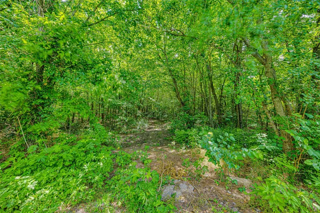 a view of a lush green forest