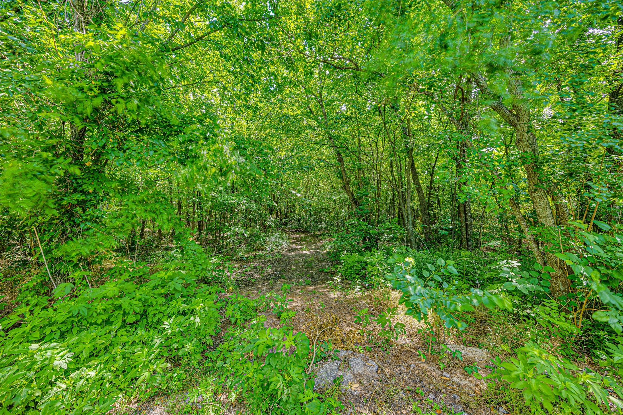 0 Allen-Genoa Road Pasadena, TX 77504 - Photo 4 of 10 a view of a lush green forest
