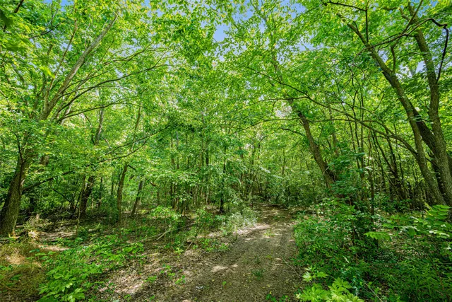 a view of a lush green forest