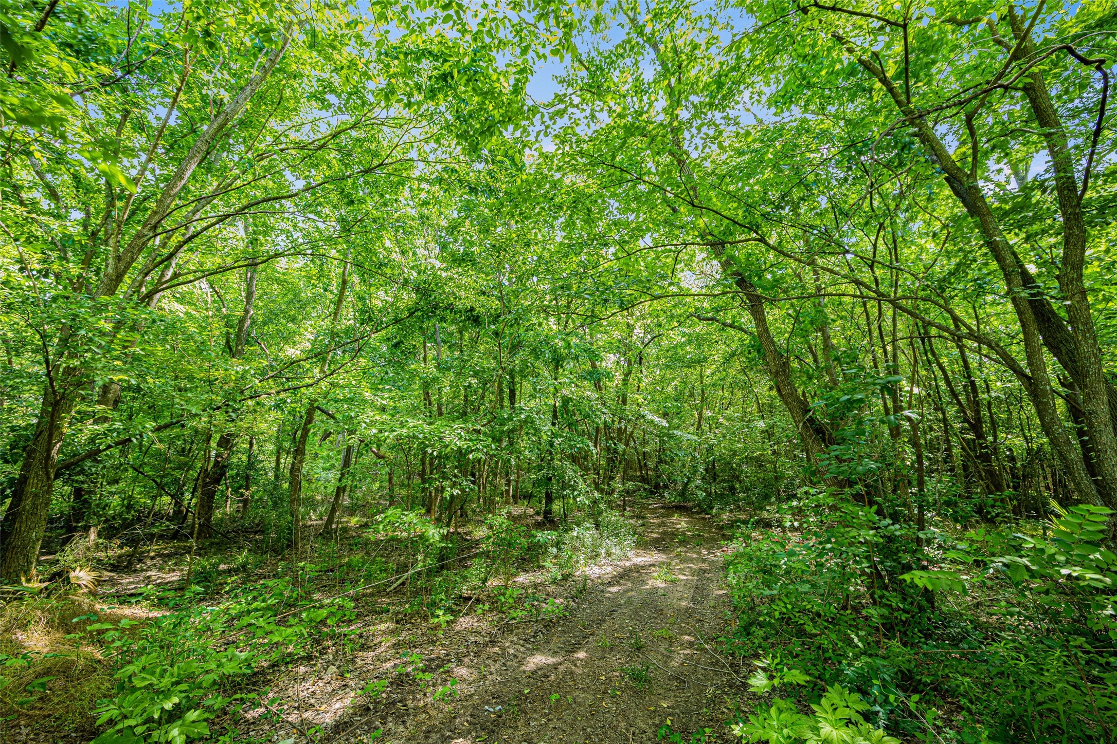 0 Allen-Genoa Road Pasadena, TX 77504 - Photo 6 of 10 a view of a lush green forest