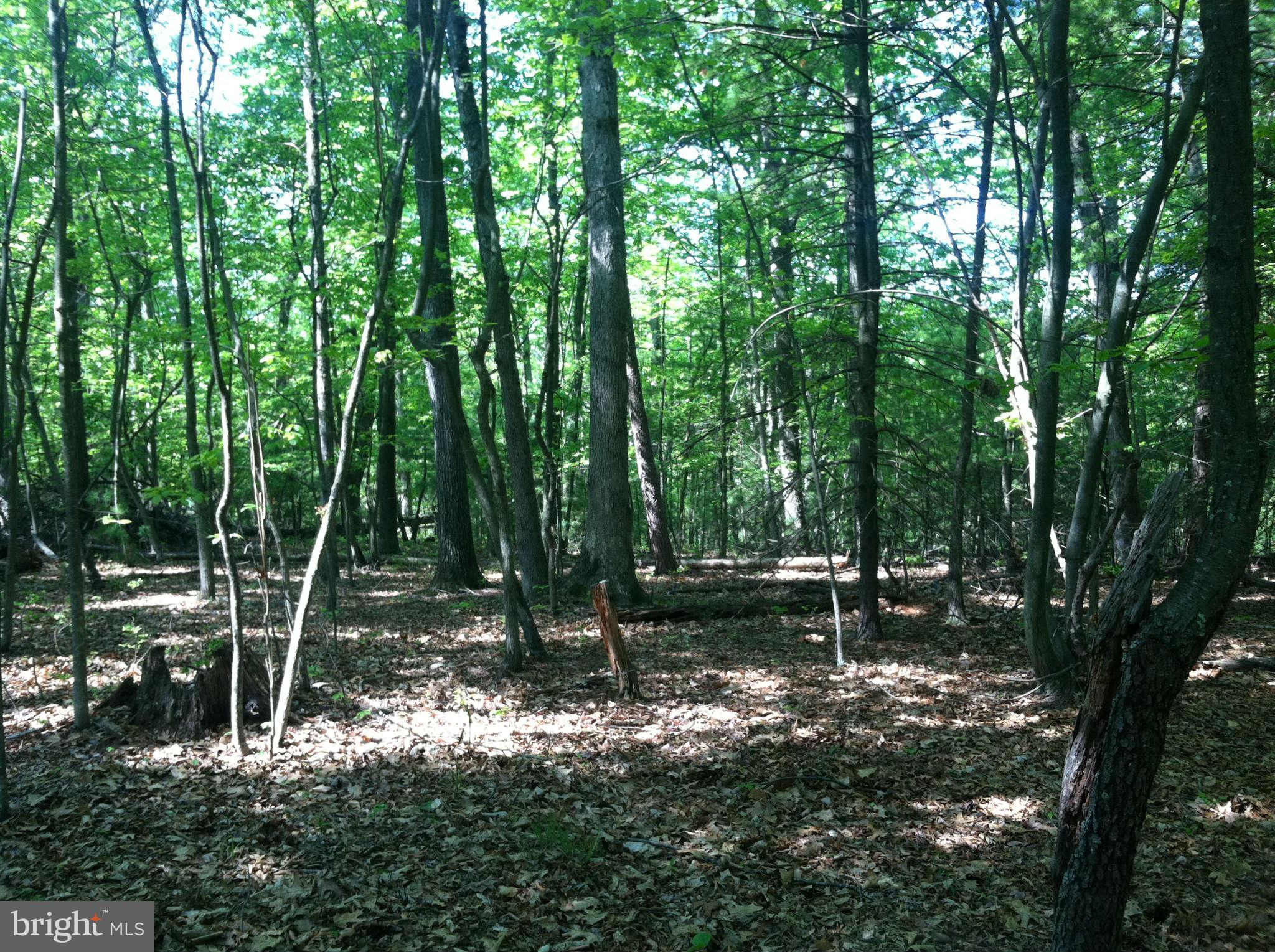 Whitacre Road Cross Junction, VA 22625 - Photo 1 of 7 a backyard of a house with lots of green space and trees