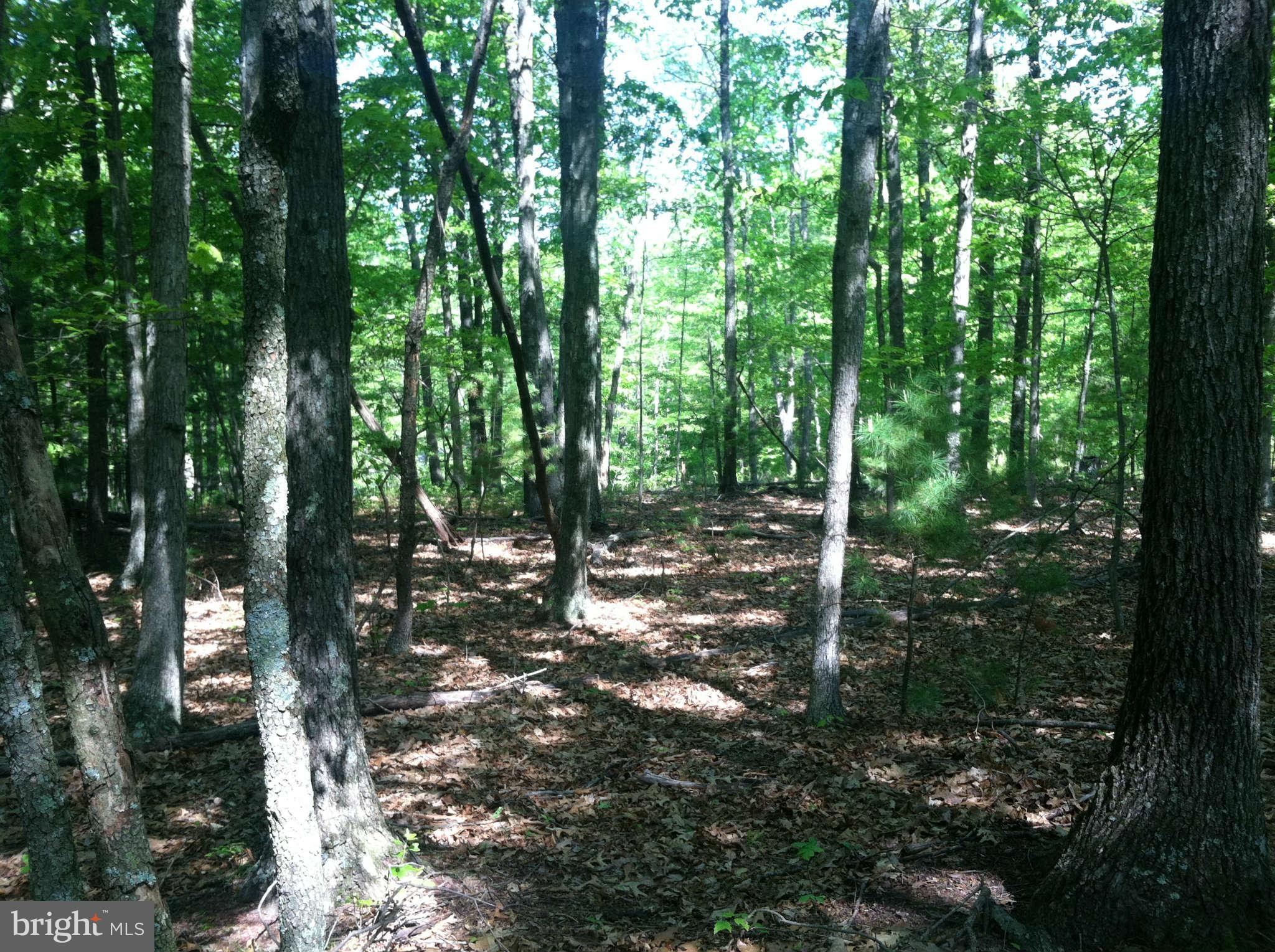 Whitacre Road Cross Junction, VA 22625 - Photo 4 of 7 a view of forest