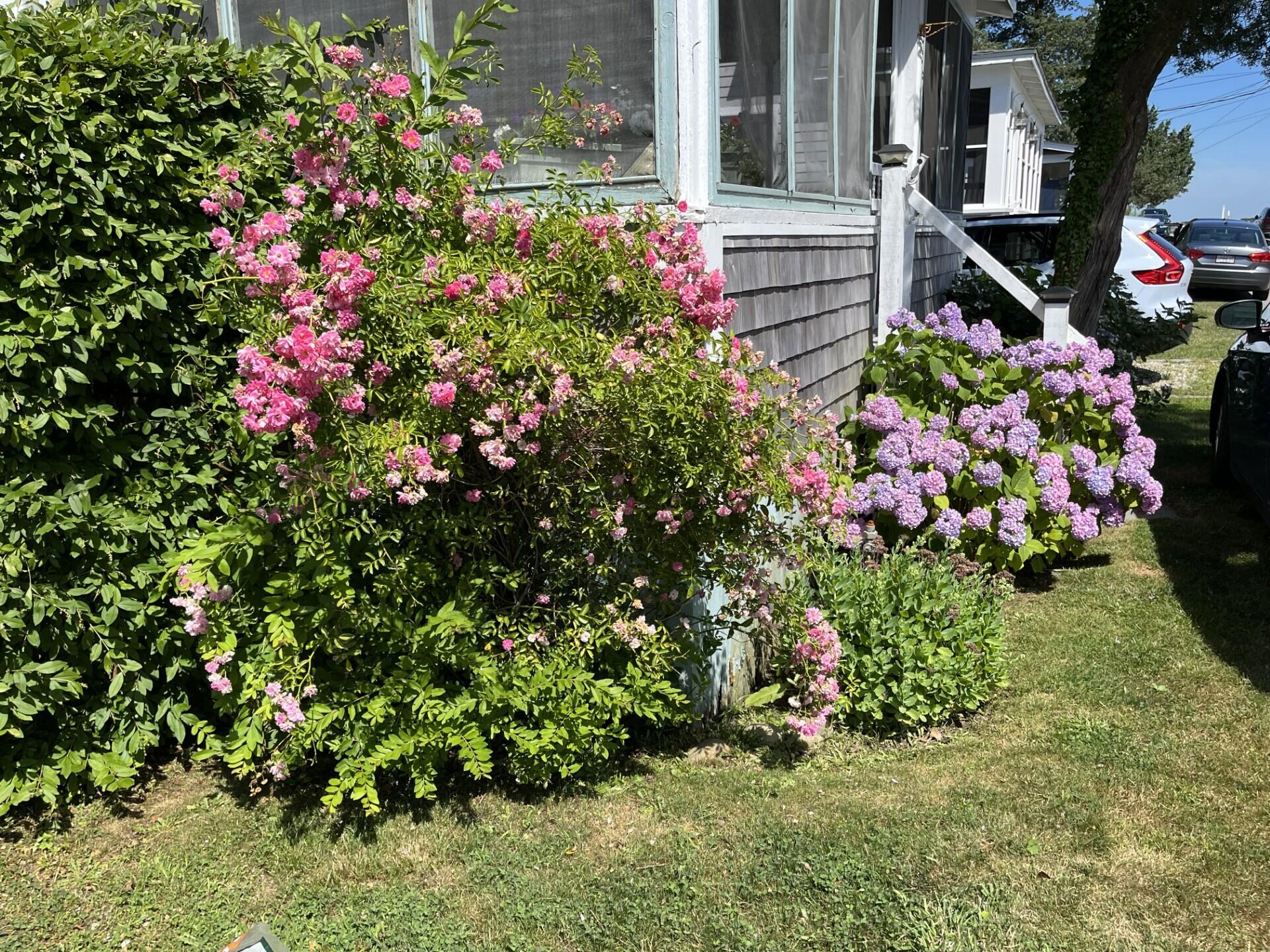 5 Spurr Road Pocasset, MA 02559 - Photo 16 of 42 a view of a flowers in front of house