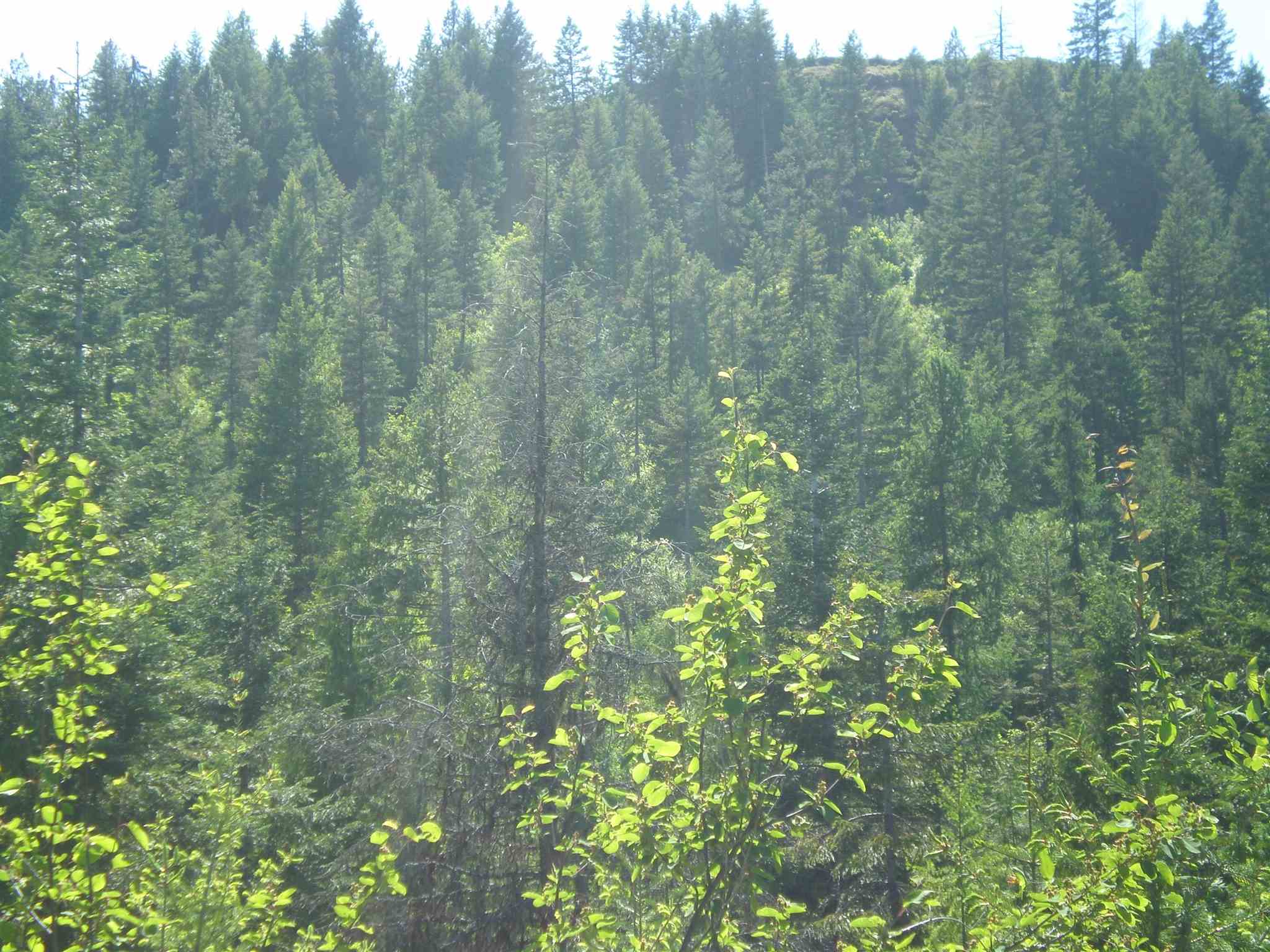 3-x10 Hoag Road Valley, WA 99181 - Photo 22 of 23 Gallery Image 22
