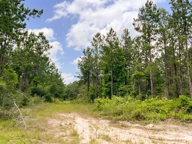 a view of a yard with plants and large trees