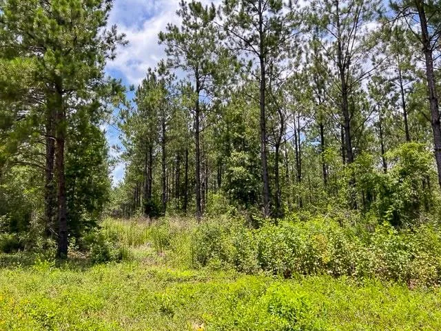 a view of outdoor space and trees