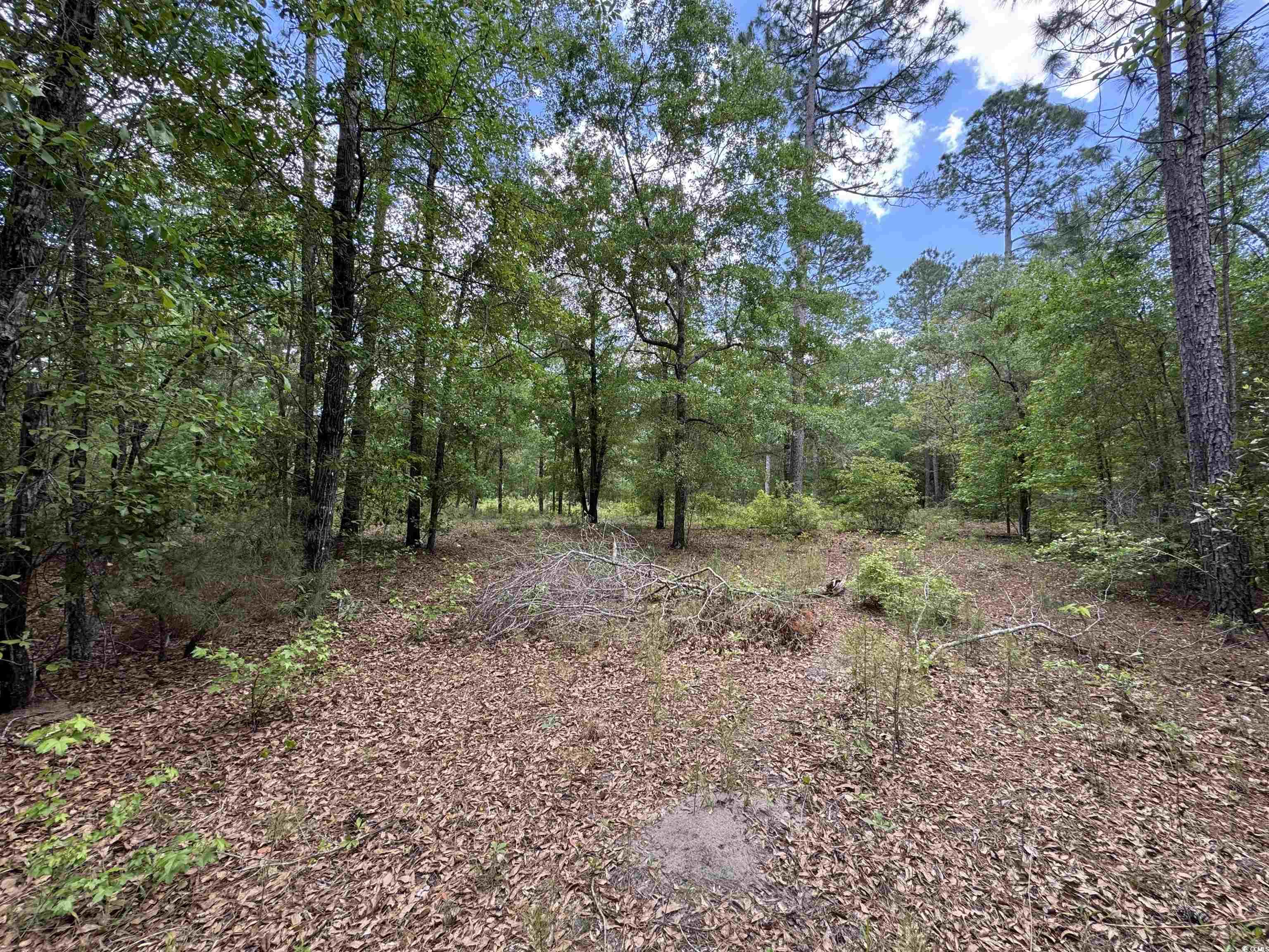 Tbd M W Stroud Road Nichols, SC 29581 - Photo 4 of 9 View of local wilderness featuring a forest view