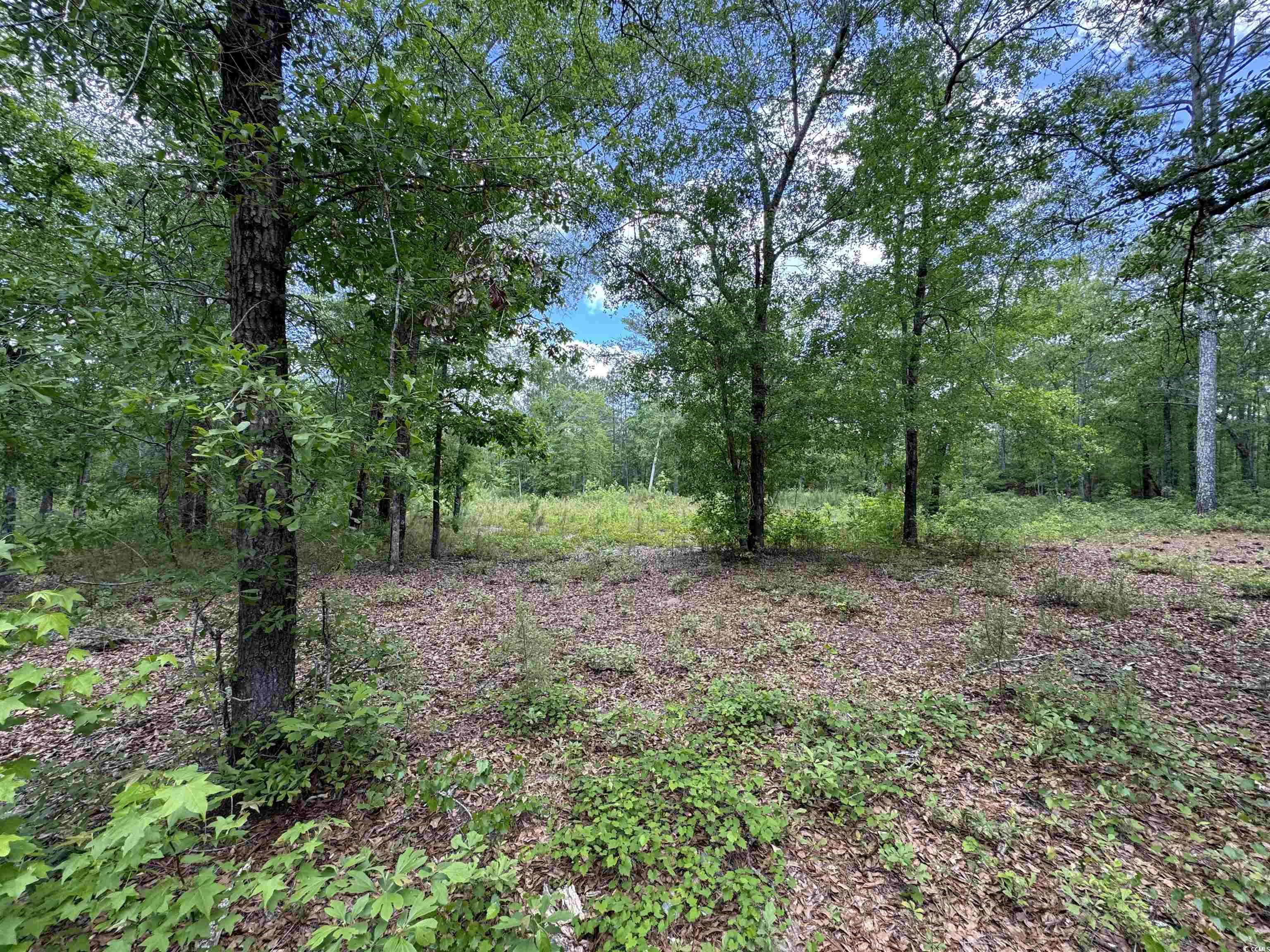 Tbd M W Stroud Road Nichols, SC 29581 - Photo 5 of 9 View of local wilderness featuring a forest view