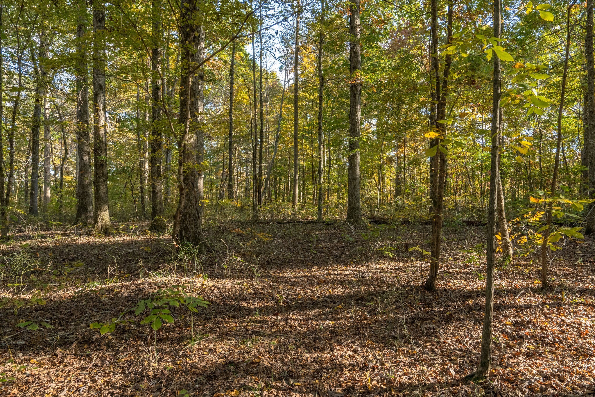 7825 Fernvale Road Fairview, TN 37062 - Photo 12 of 15 a view of backyard with green space