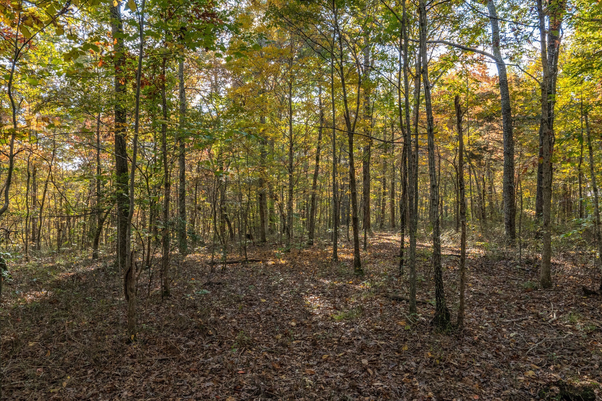 7825 Fernvale Road Fairview, TN 37062 - Photo 13 of 15 a view of outdoor space and garden