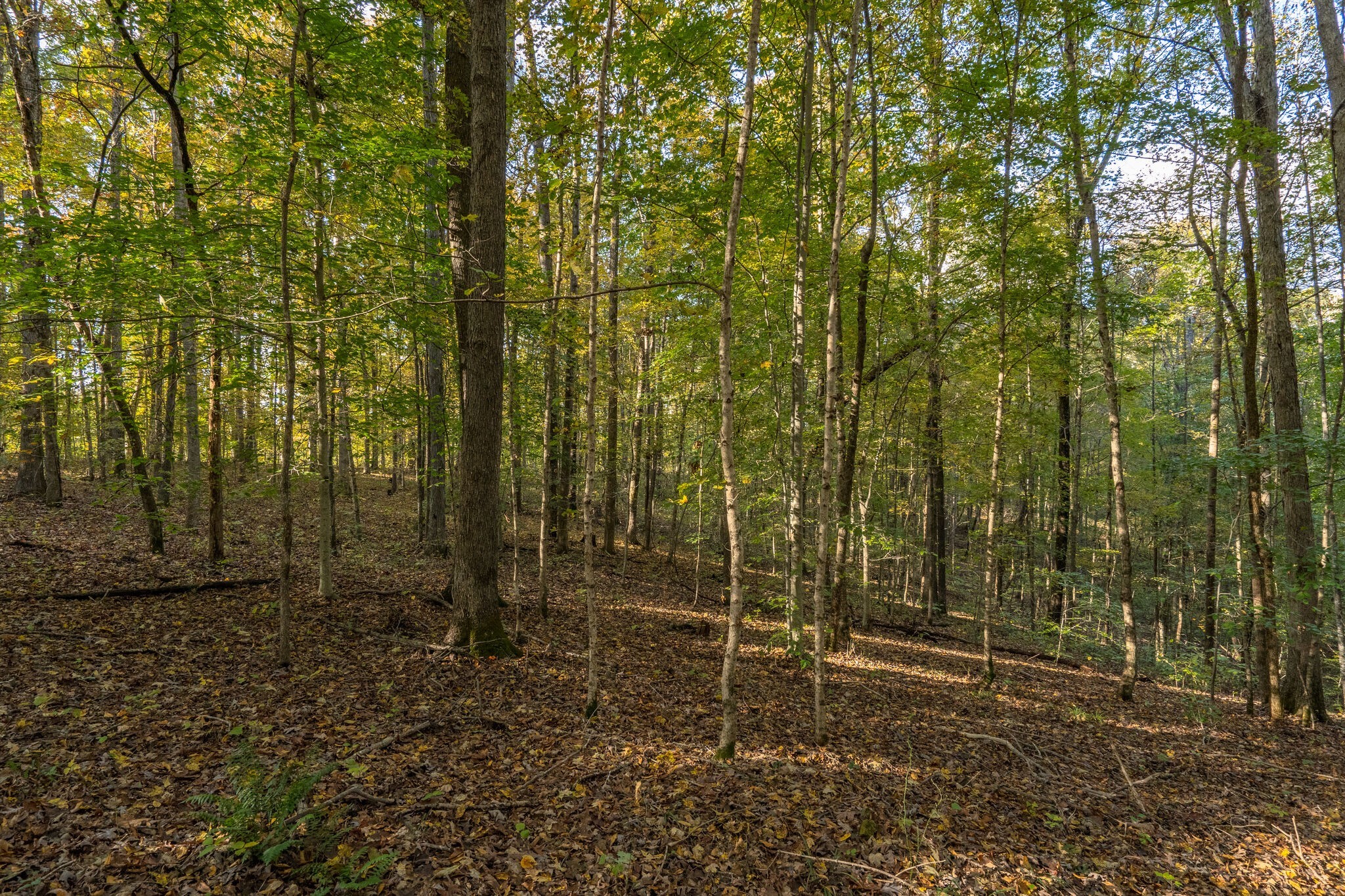 7825 Fernvale Road Fairview, TN 37062 - Photo 14 of 15