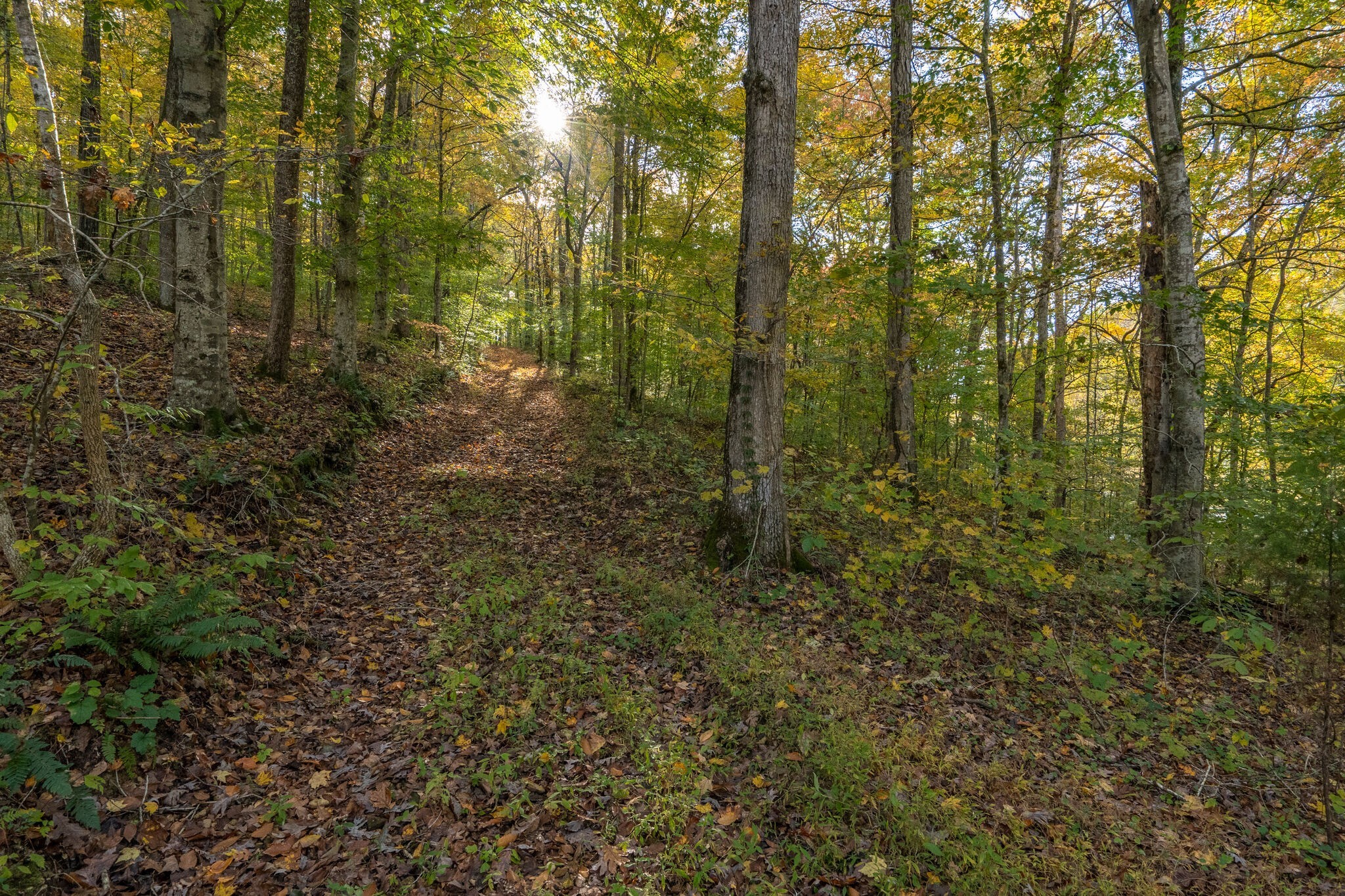 7825 Fernvale Road Fairview, TN 37062 - Photo 3 of 15 a view of a forest with trees