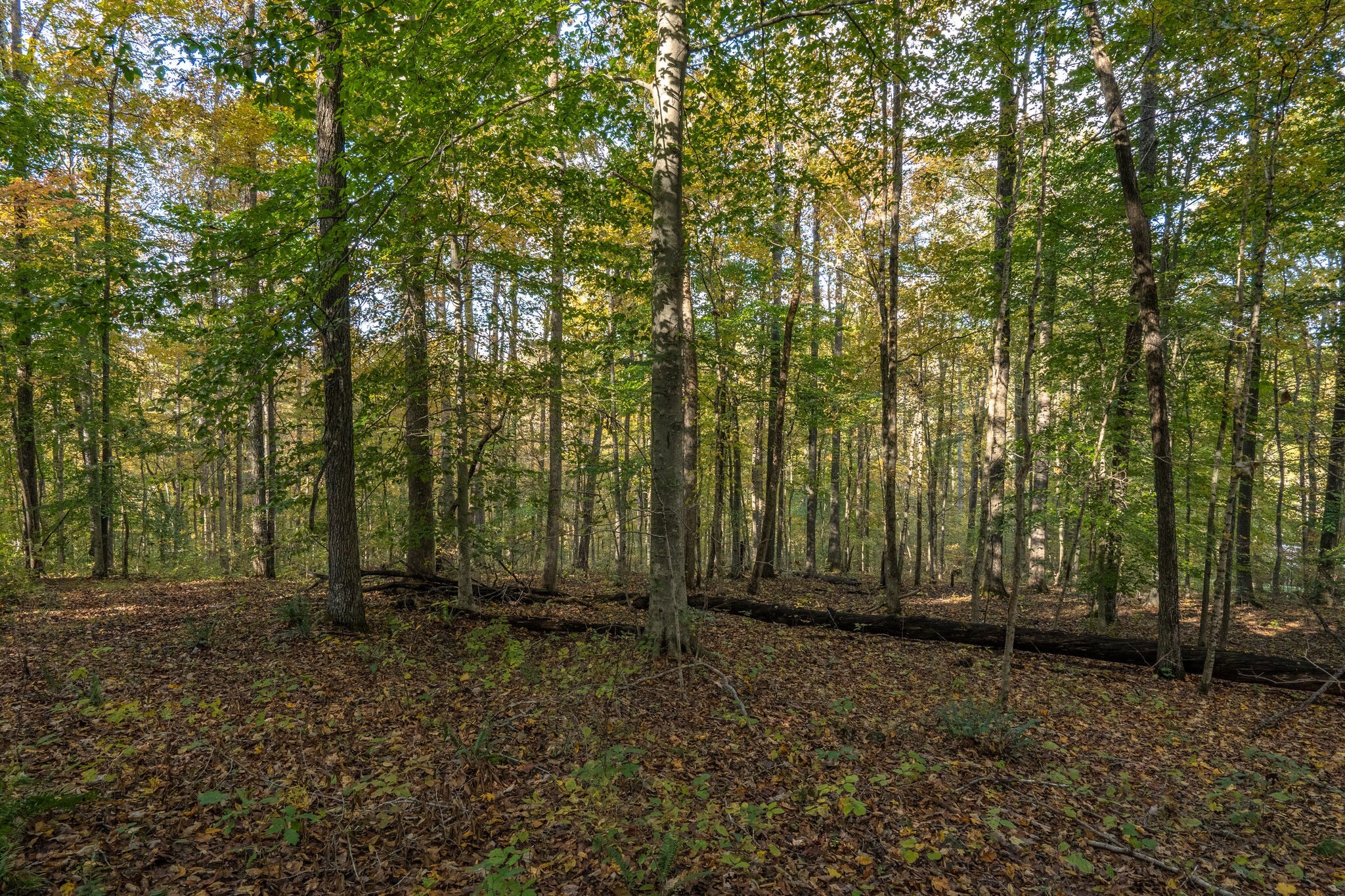 7825 Fernvale Road Fairview, TN 37062 - Photo 5 of 15 a view of backyard with green space