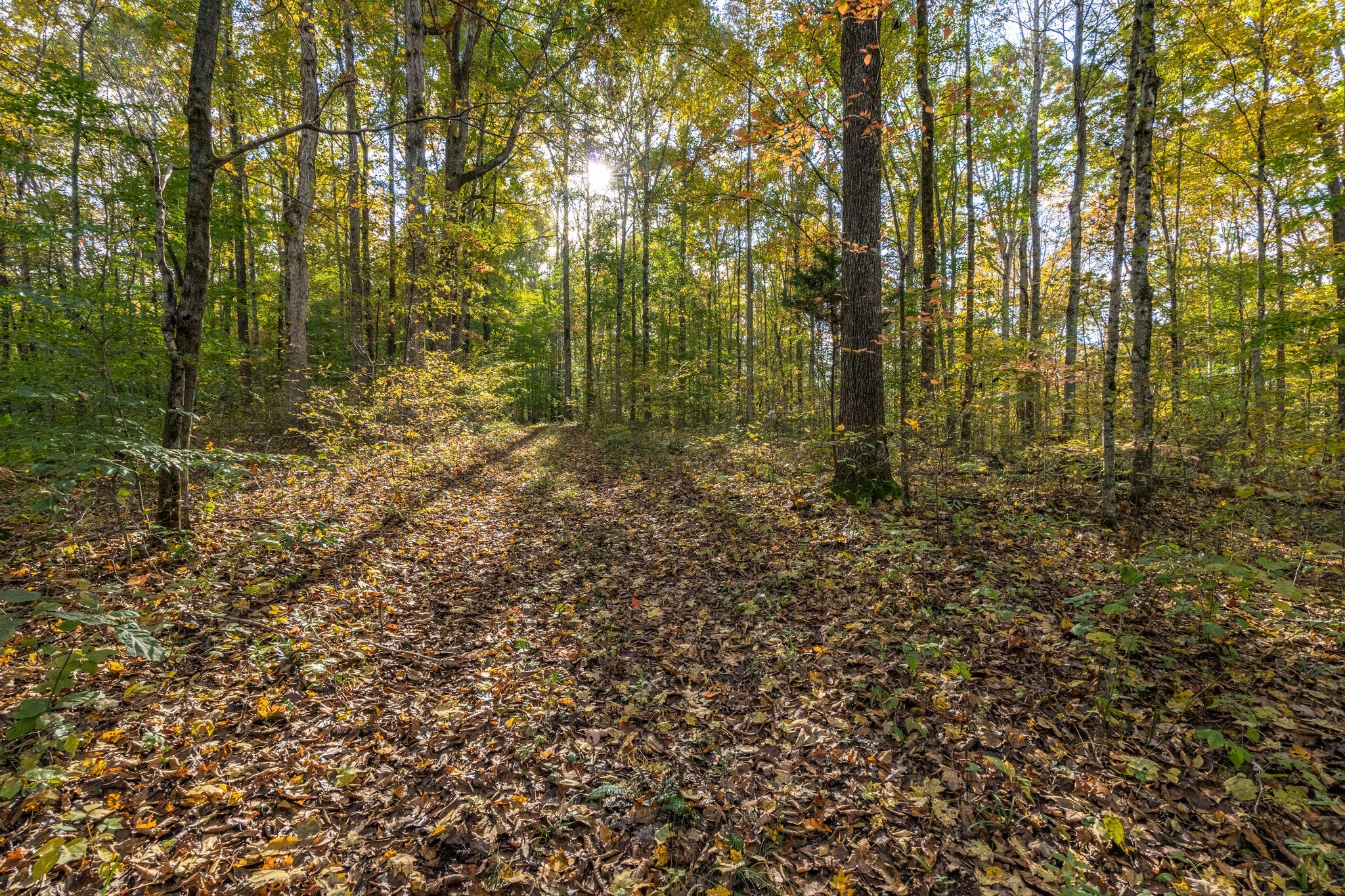 7825 Fernvale Road Fairview, TN 37062 - Photo 6 of 15 a view of a garden