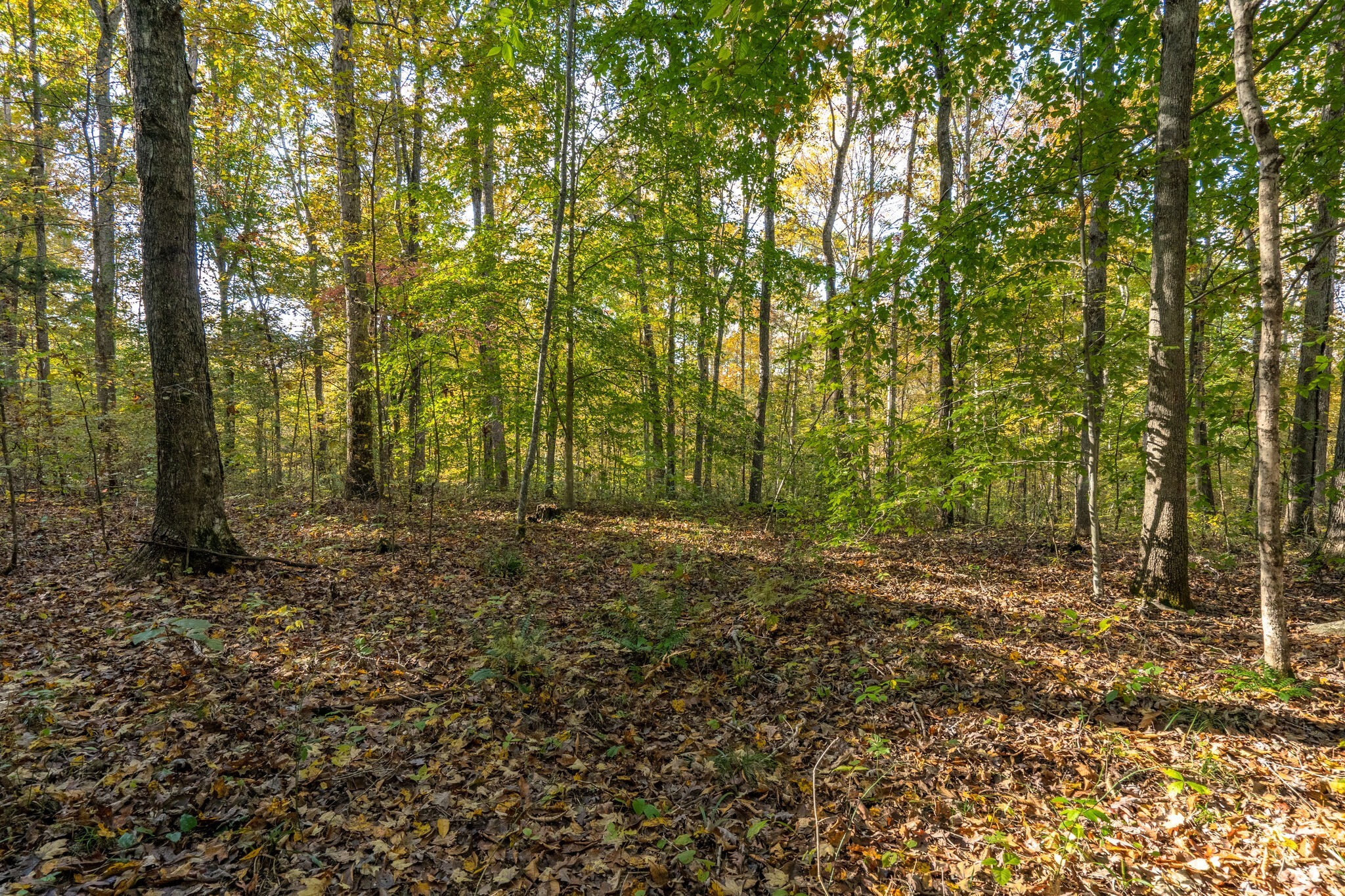 7825 Fernvale Road Fairview, TN 37062 - Photo 7 of 15 a view of outdoor space and yard