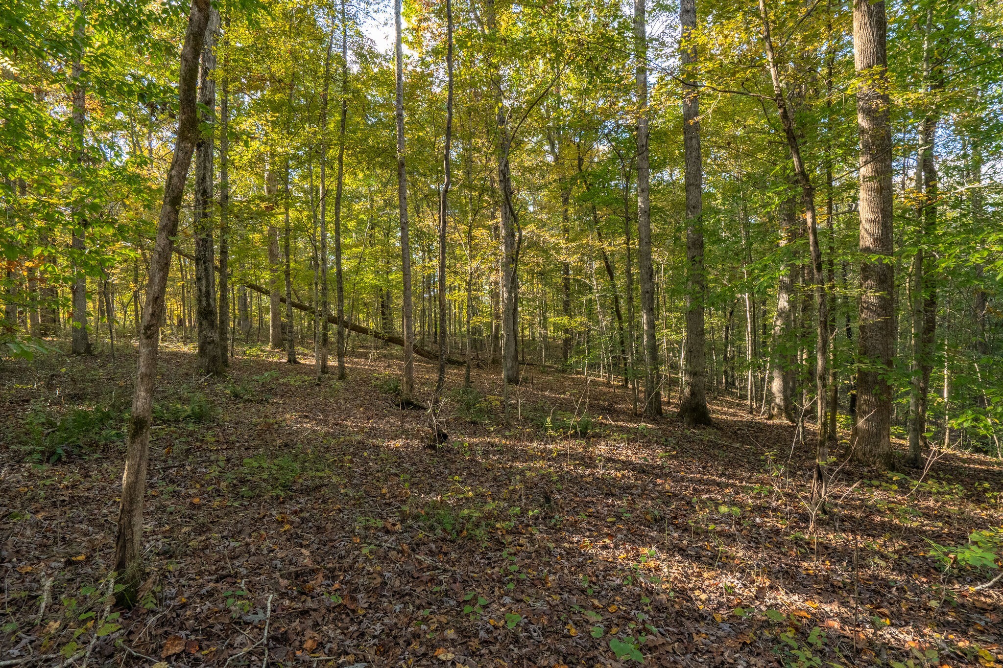 7825 Fernvale Road Fairview, TN 37062 - Photo 8 of 15 a view of a forest with trees in the background