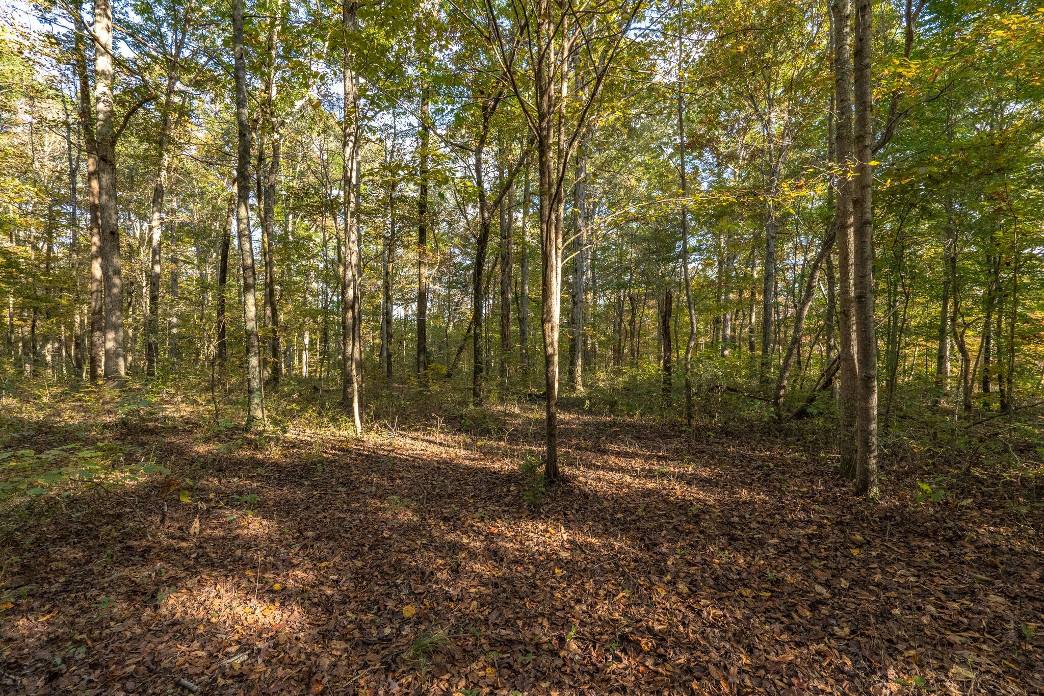 7825 Fernvale Road Fairview, TN 37062 - Photo 9 of 15 a view of outdoor space with trees