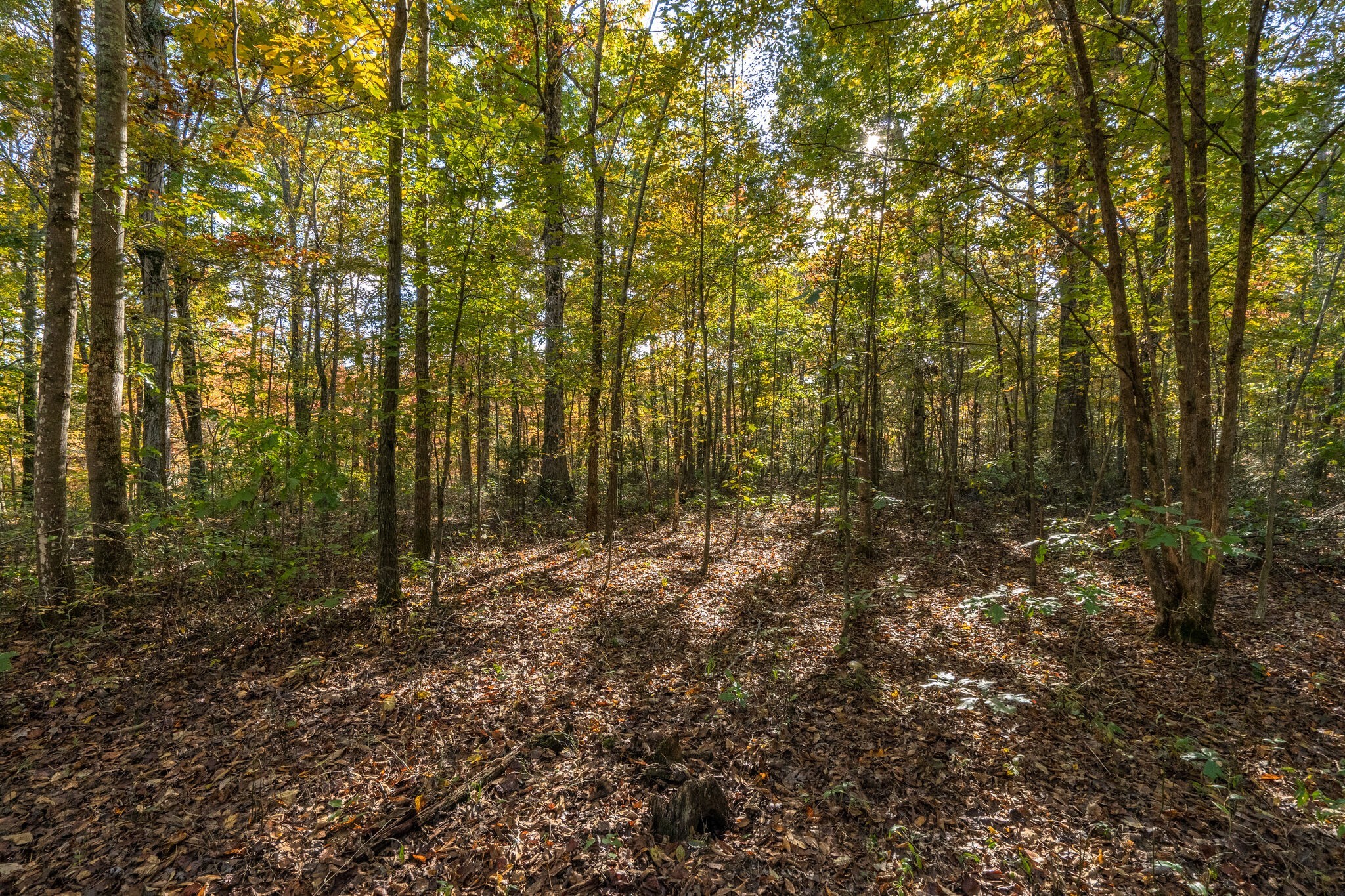 7825 Fernvale Road Fairview, TN 37062 - Photo 10 of 15 a view of room with trees