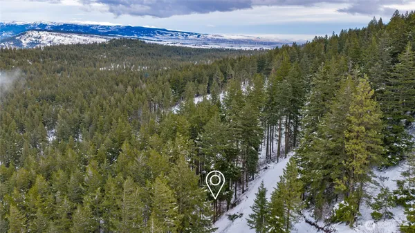 a plant with lots of trees