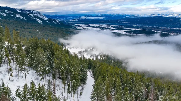 a view of a garden with a tree