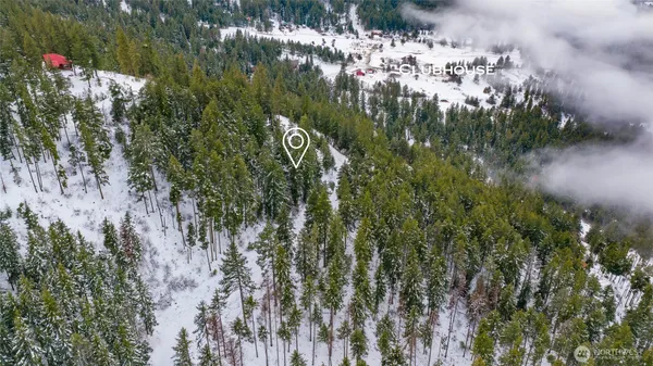 a view of a forest with a tree