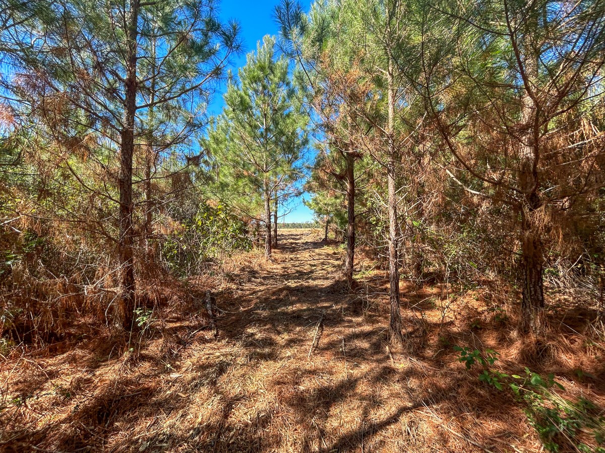 8 County Road 3121 Long Branch, TX 75669 - Photo 13 of 17