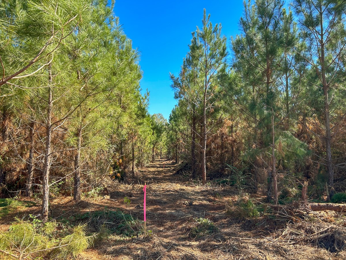 8 County Road 3121 Long Branch, TX 75669 - Photo 14 of 17