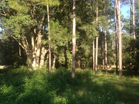 0 East Ellison Road Perry, FL 32347 - Photo 4 of 4